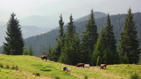 Herd of Cows Grazing on Mountains Meadow