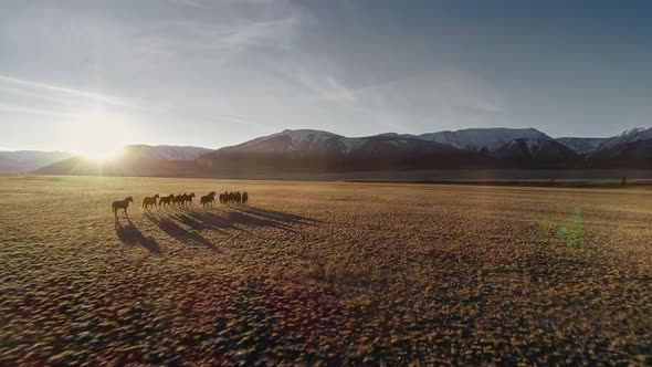 Horses Running Free in Meadow with Snow Capped Mountain Backdrop