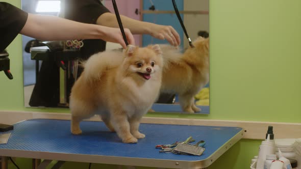 Happy Little Spitz Dog Smiles After Bathing in the Grooming Salon  Medium Plan