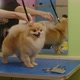 Happy Little Spitz Dog Smiles After Bathing in the Grooming Salon  Medium Plan - VideoHive Item for Sale
