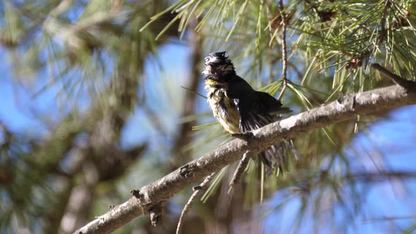 Coal Tit bird on a branch 