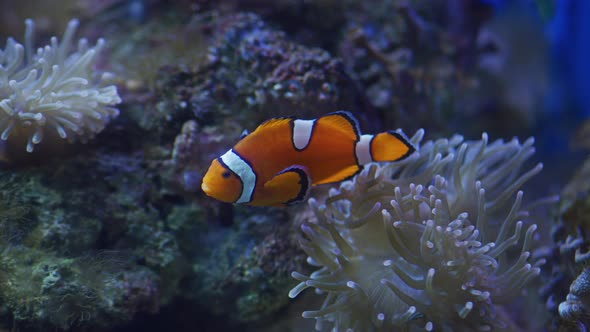 Ocellaris clownfish in the water