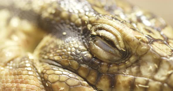 Collared Lizard Close up 