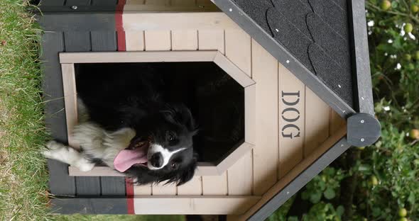 Border Collie Dog in its Dog House, male, Picardy in France, vertical video, Real Time 4K