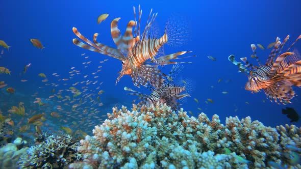 Tropical Underwater Colourful Reef Lionfish