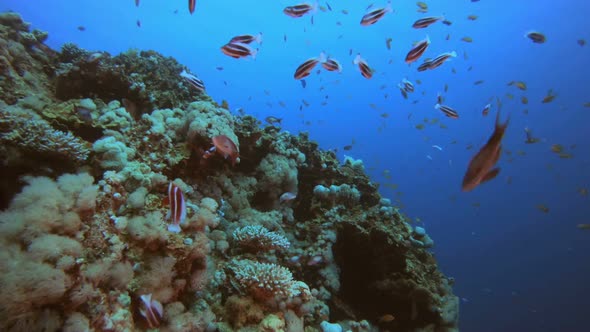 Underwater Background World