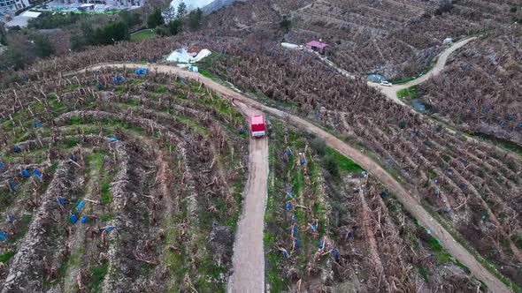 A car with bananas goes to the market aerial view