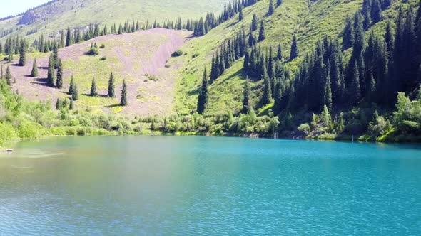 Coniferous Trees Rise From Depths of Mountain Lake