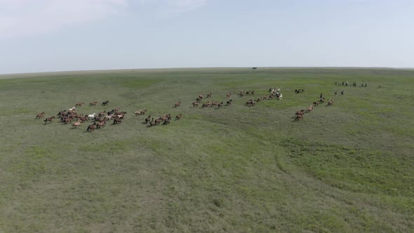 Drone Shot Of Wild Horses Running In The Flint Hills