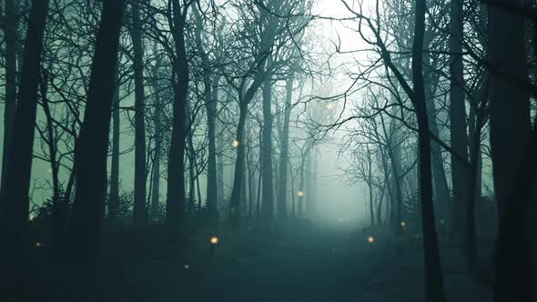 Fireflies in forest alley in dense fog. Dark, mysterious, fairytale landscape.