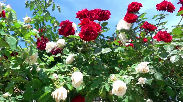 Red And White Ivy Roses In The Garden