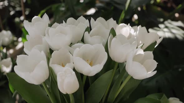 Big Snow-white, Close Up.