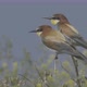 European Beeeater or Merops Apiaster - VideoHive Item for Sale