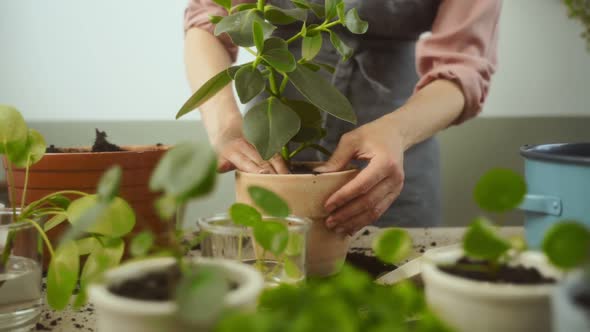 Crop female gardener transplanting autograph tree