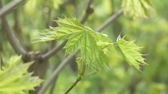 Young Spring Leaves Of A Tree In The Wind