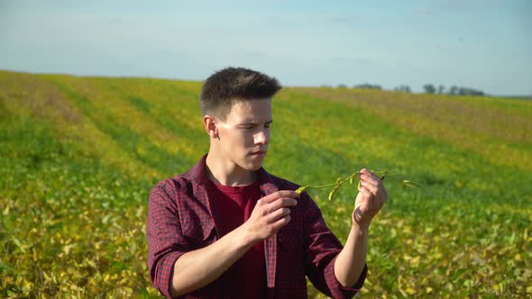 Farmer Checking the Field Soy a Background of Greenery. Concept Ecology, Bio Product, Natural