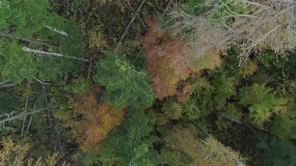 Aerial view over tops of conifers. Broken trees in background. Aerial top down forward