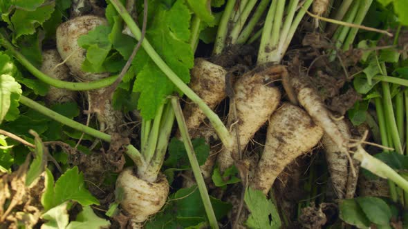 Parsnips on organic farm