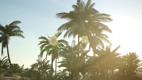 Sunset Beams Through Palm Trees