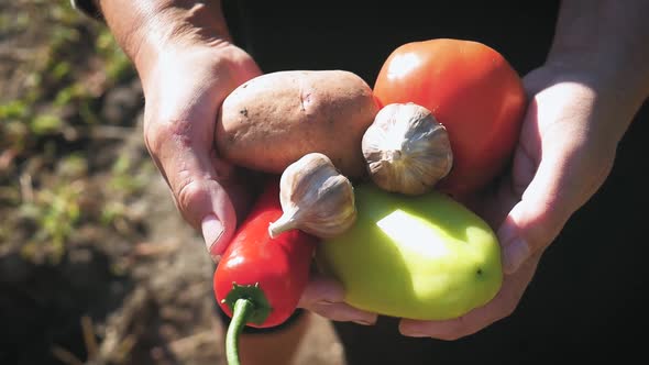 Farmers Hands with Freshly Harvested Vegetables