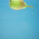 Redsided Yellow Pear Floats in Water - VideoHive Item for Sale