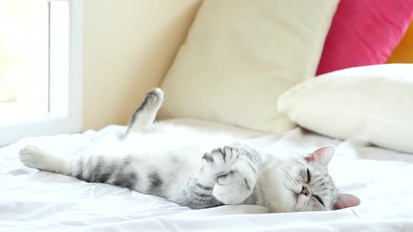 Cute American Shorthair Kitten Lying On White Bed