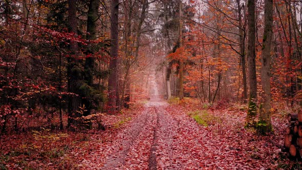 Autumn forest and cut trees. Country road in forest