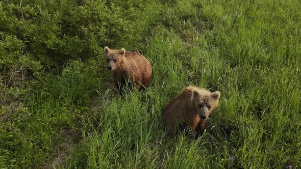 Shebear with a Cub Who Saw the Danger and Decided to Run Away Into the Bushes