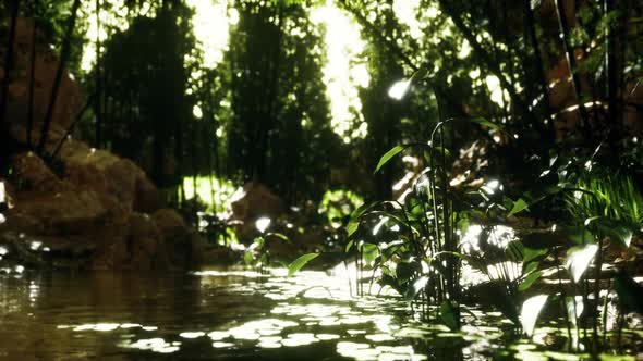 Green Bamboo Grove Near a Small Quiet Pond