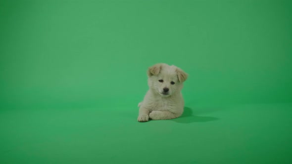 Full View Of A White Dog Looking At Camera While Laying Down In The Green Screen Studio