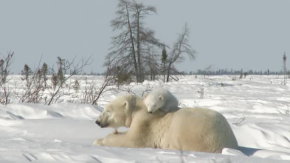 Polar Bear (Ursus maritimus) mother with three months old cub on Tundra.