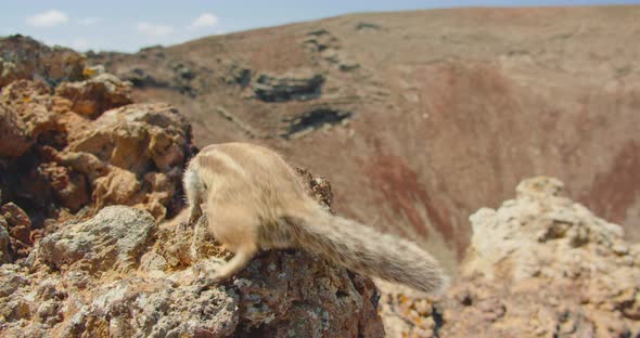 Real Marmots in a Wild Deserted National Park