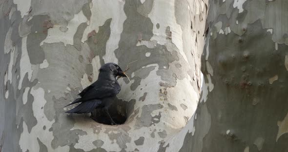 Western jackdaw (Coloeus monedula), perched on a platanus