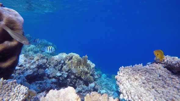 Tropical Colourful Underwater Seascape