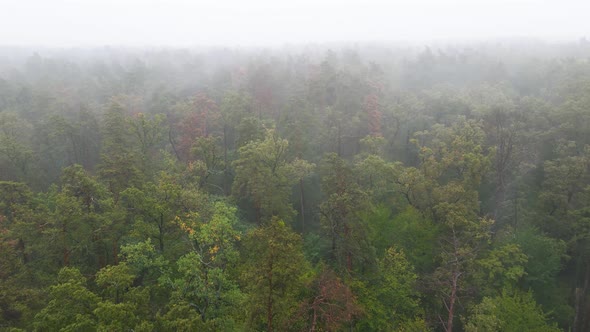 Fog in the Forest Aerial View