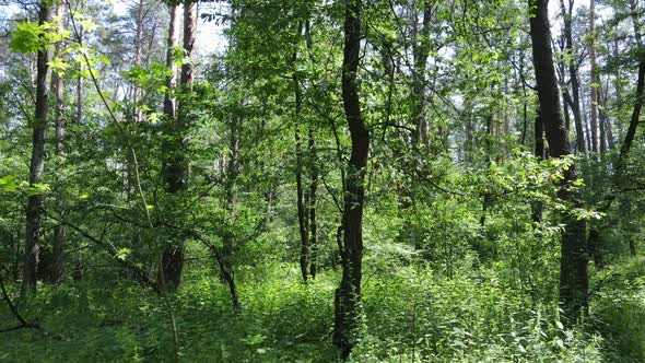 Beautiful Green Forest on a Summer Day Slow Motion