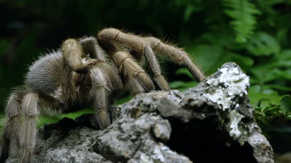 Tight shot of an Arizona Blond Tarantula crawling on some bark.