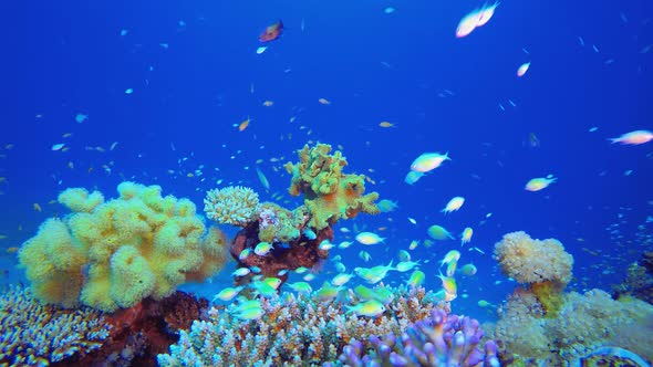 Colorful Red Sea Coral