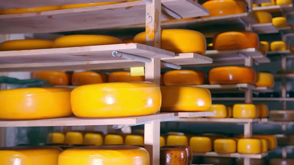 Storage of Cheese of Different Varieties on Wooden Shelves in the Refrigerator. Cheese on the