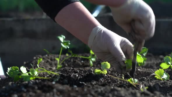 Plant the Green Young Seedlings Into the Ground with your Hands