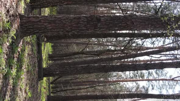 Vertical Video of Beautiful Forest Landscape Aerial View