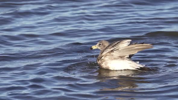 Juvenile Olrog’s gull in water dips beak and flaps wings, close view