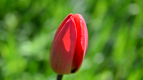 Tulips in the Spring