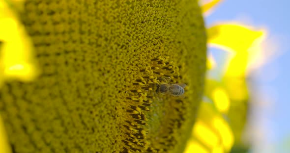 Bee On A Sunflower