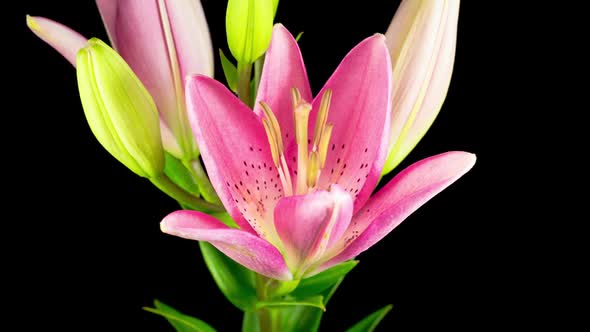 Time Lapse of Beautiful Pink Lily Flower Blossoms