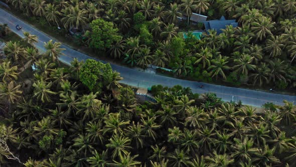 Road through palm trees, General Luna, Siargao Island, Philippines