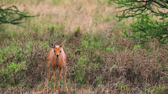 Female Steenbok Scraping The Ground While Looking At Camera, Behavior During And After Defecating An