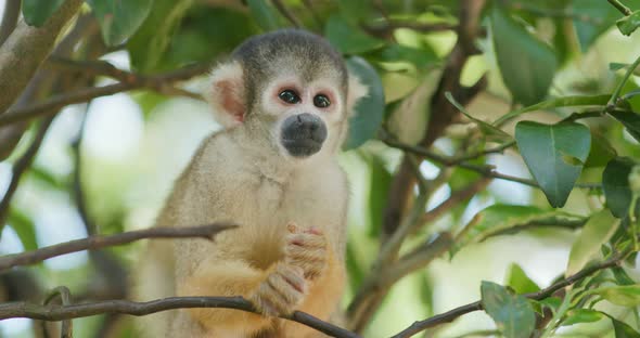 Squirrel Monkey in zoo park