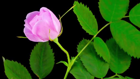 Timelapse of Dogrose Flower Blooming