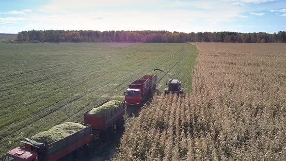 Loaded Truck Drives Off Combine Pours Foliage Into Next